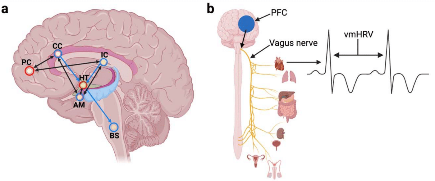Un diagramme expliquant la science derrière le biofeedback HRV. Source: https: //www.mdpi.com/2075-4663/10/10/146