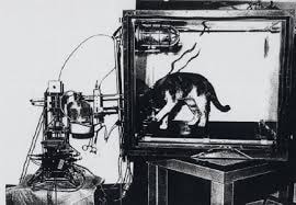 SMR EEG Neurofeedback on cats by Barry Sterman