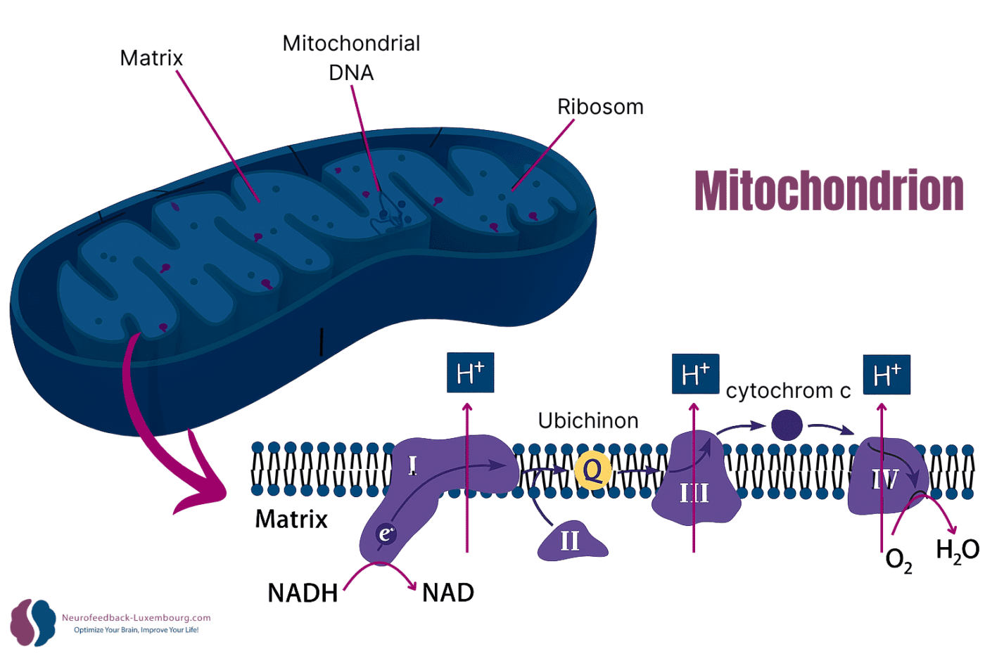 Visuelles tPBM-Mitochondrium